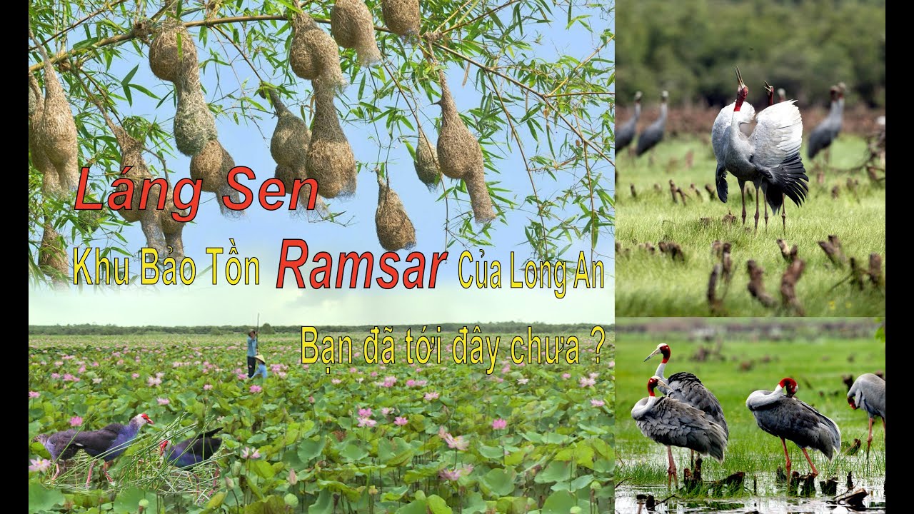 LÁNG SEN Bạn Đã Đi Chưa