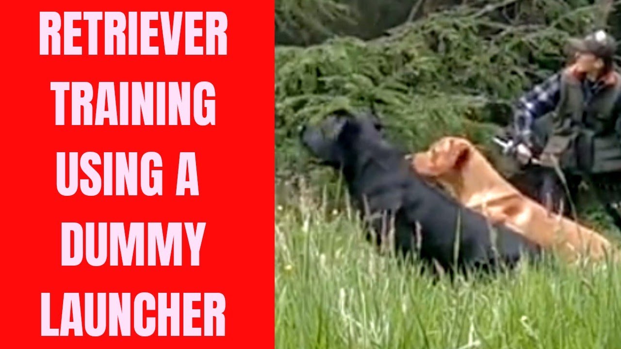 Dummy Launcher Training, Labrador Retriever
