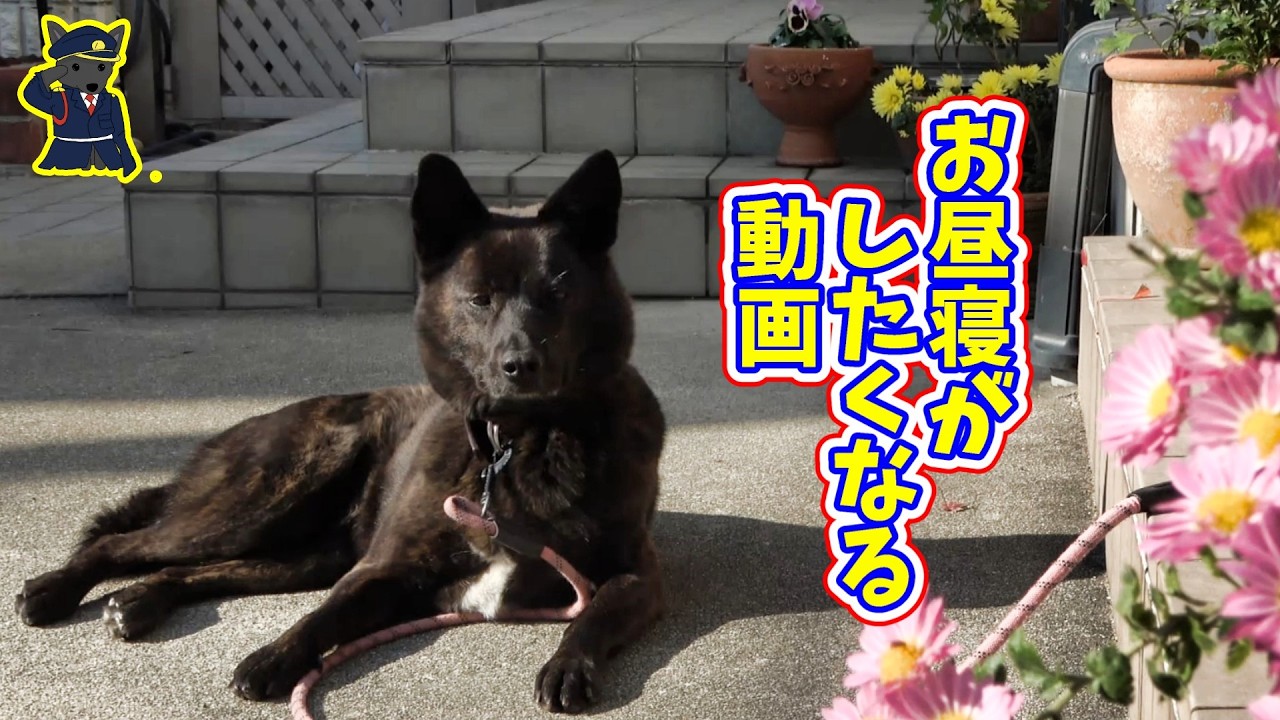 「甲斐犬いっちゃんののんびり日向ぼっこでお昼寝｜紅葉と花の癒しのひととき」　甲斐犬いち