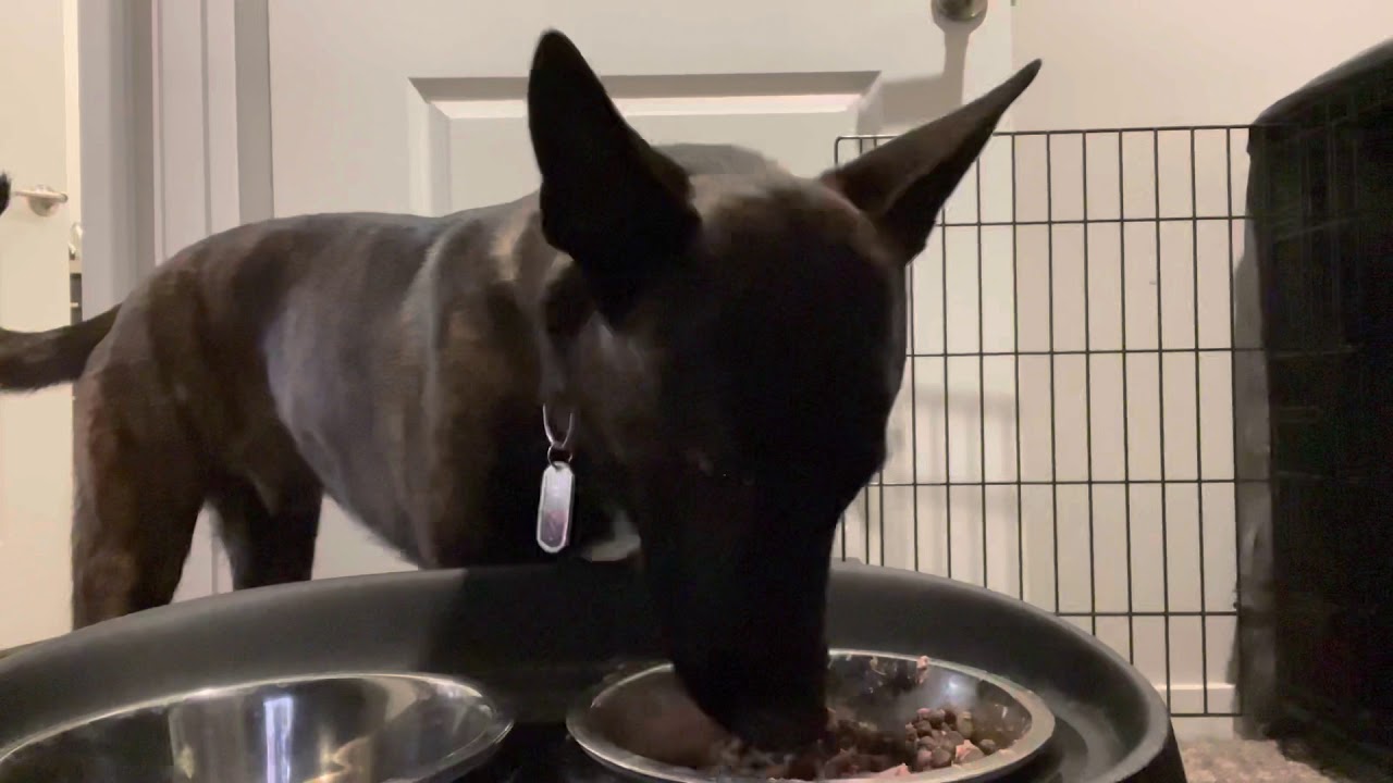 Mornings with Mando the Dutch Shepherd (puppy video for kids!)
