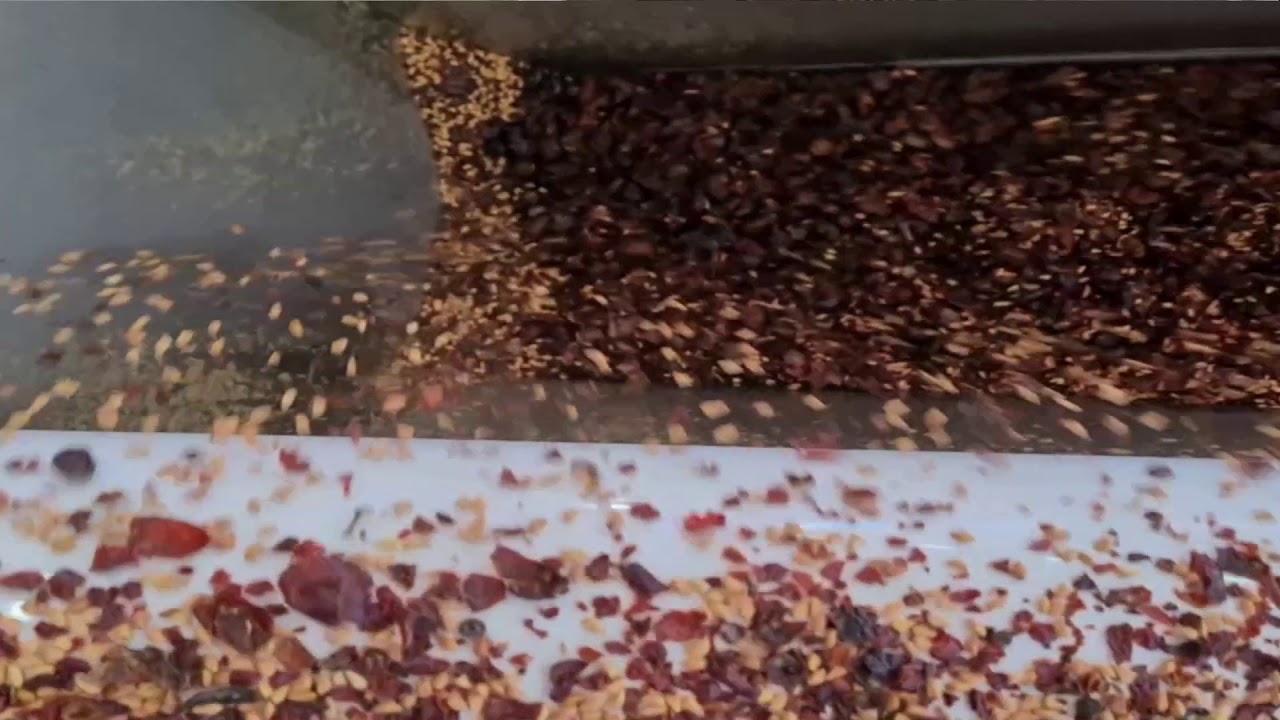 Rose hip (Rosa) processing line