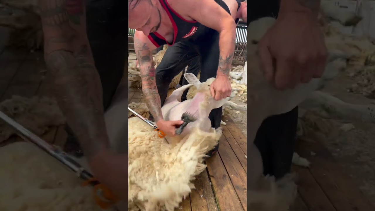 Advanced sheep shearing course #heiniger #sheep #shearing