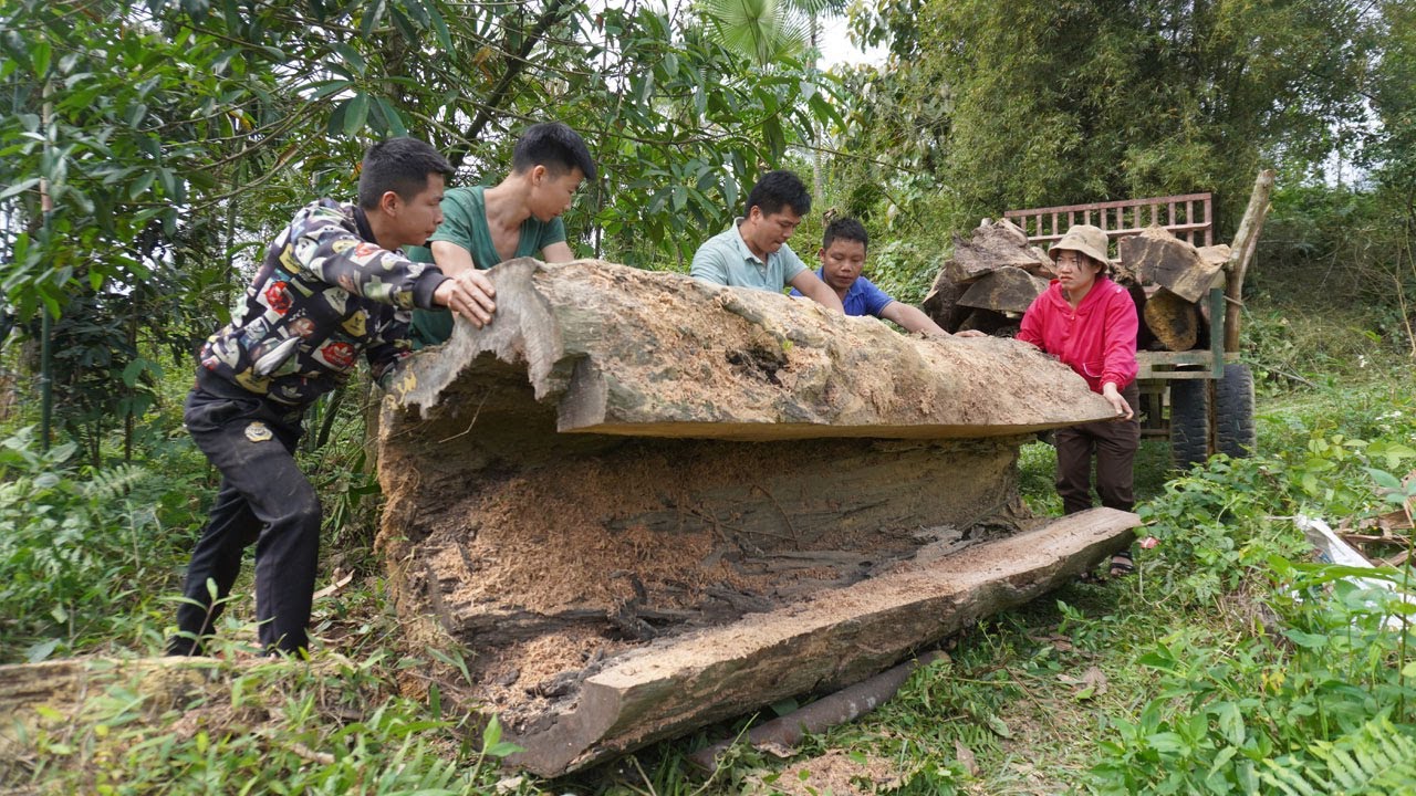 Giant 1000 year old hollow logs / Shock with ancient tree / Transport by agricultural vehicle