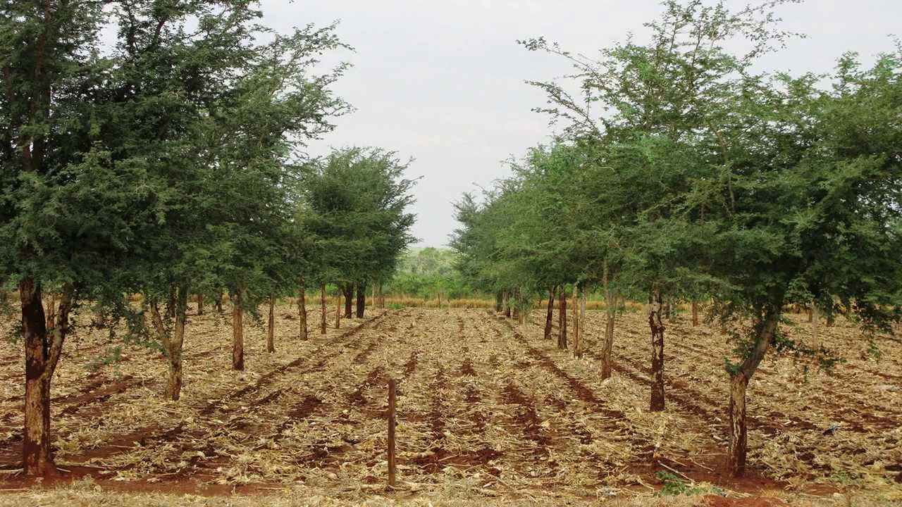 Regreening Africa's landscape - Trees as natural fertiliser