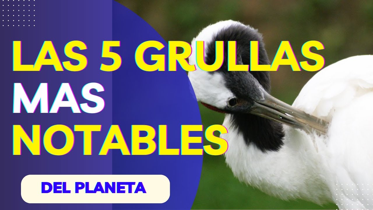 LAS 5 GRULLAS M&Aacute;S NOTABLES DEL PLANETA
