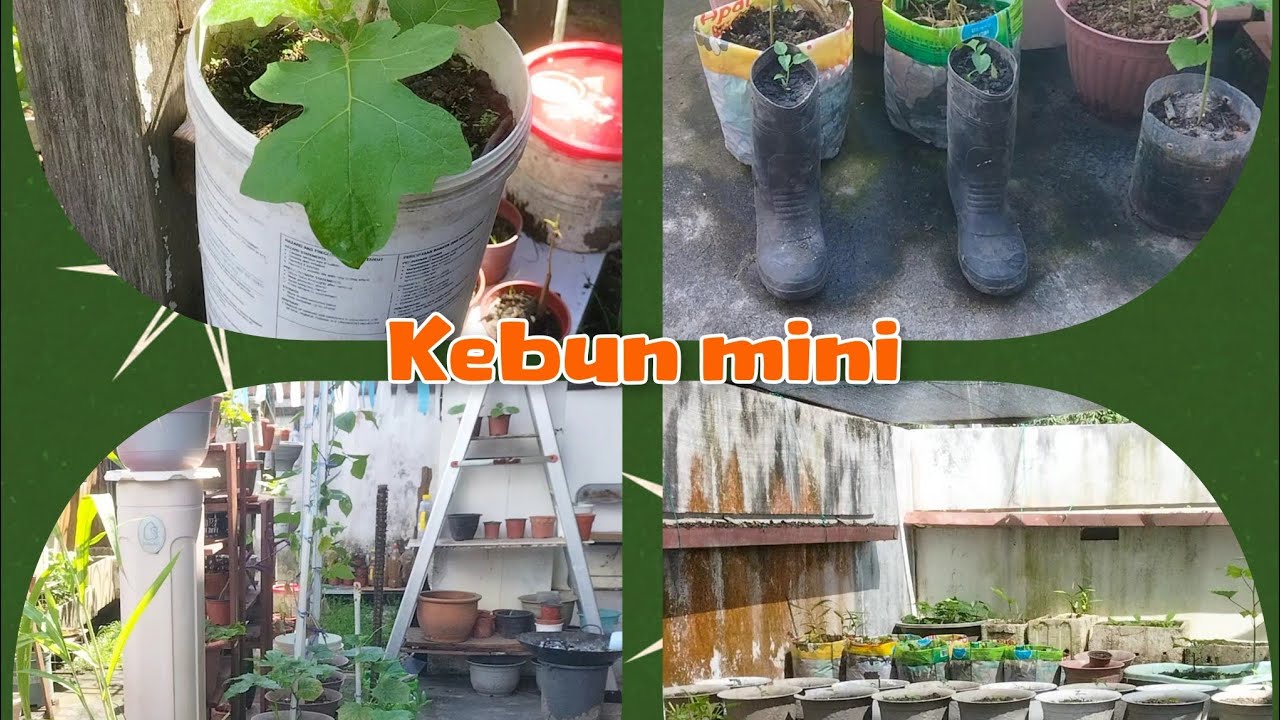 Taking care of the garden//menjaga kebun halaman