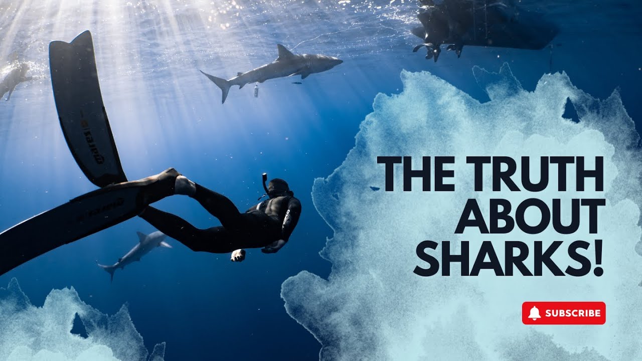The Truth About Sharks and Blood: Myth vs. Science