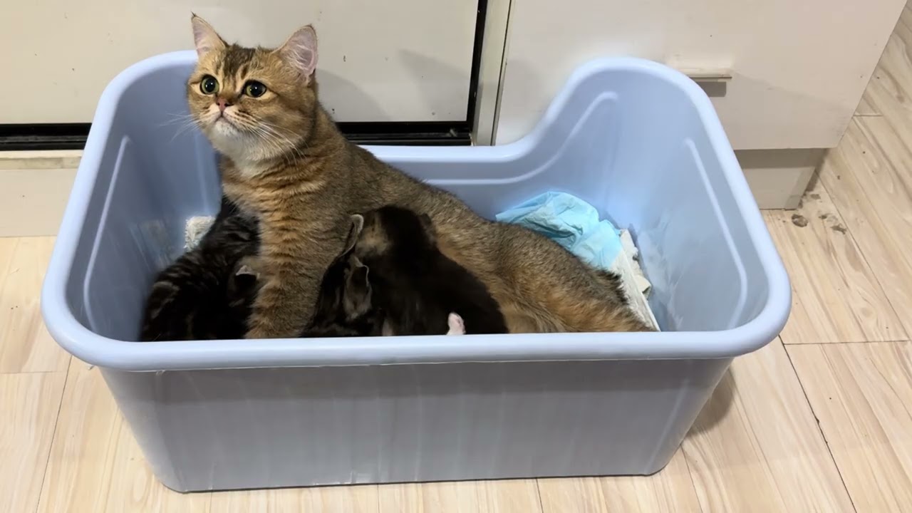 How many kittens can you count in this video? Let’s see who gets it right first! 👀