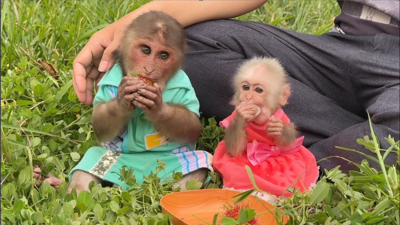 Monkey SinSin & ZiZi happily relax on Dad's farm