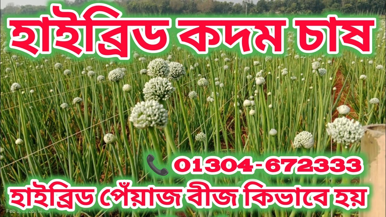 হাইব্রিড কদম পেঁয়াজ চাষাবাদ | দেশাল হাইব্রিড পেঁয়াজ বীজ চাষ পদ্ধতি | #skm_bangladesh #farming #onion