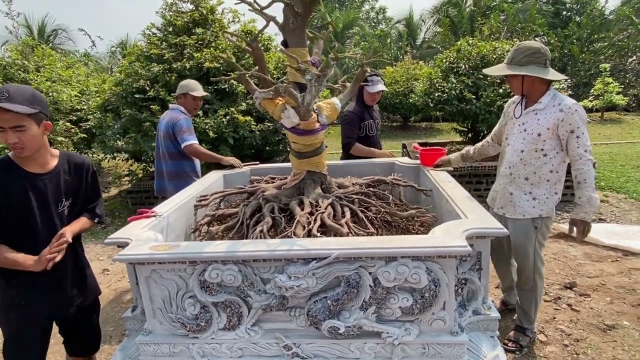 Mới Thấy Trồng Cây Mai Cách Này- Cùng Chờ Xem Kết Quả.
