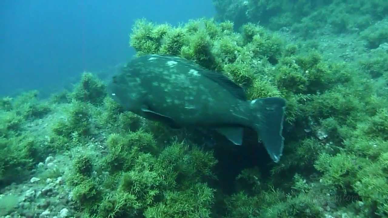Chasse sous marine et Apnée en Corse 2012 Nikosgun