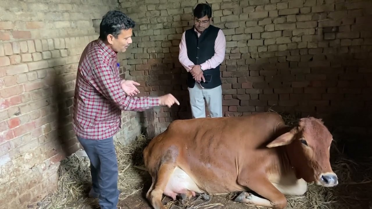 Downer cow syndrome l Anorexia l unable to stand l ketosis l dr umar khan