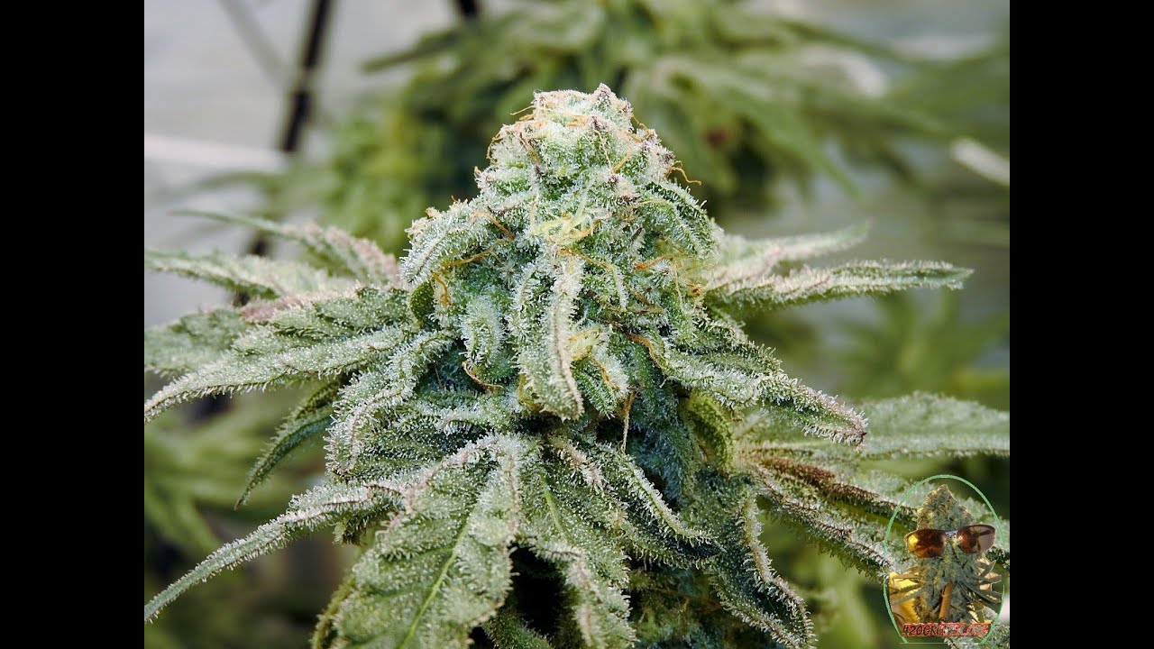 MAC 1 PEANUT BUTTER BREATH MANIFOLD TRAINING DAY 49