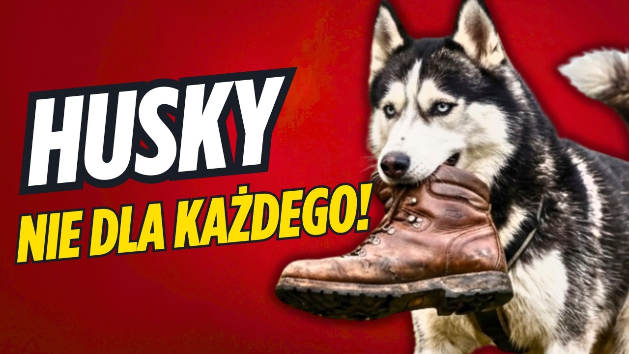 CAŁA PRAWDA O PSACH RASY HUSKY