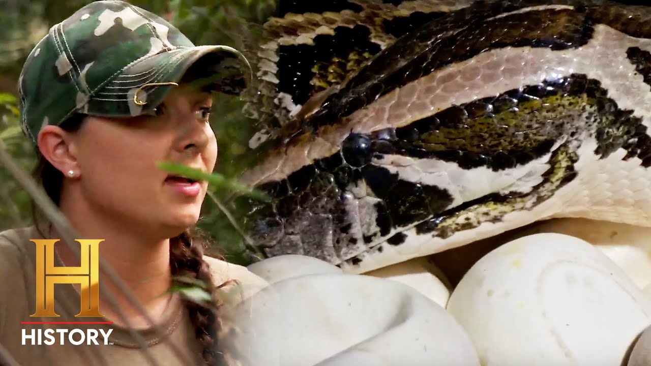 HUGE Pythons in their BACKYARD | Swamp People: Serpent Invasion (Season 3) | History