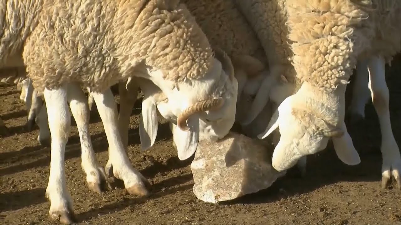 حجر الملح .. طريقة يستعملها الموالون لتسمين الكباش قبيل العيد