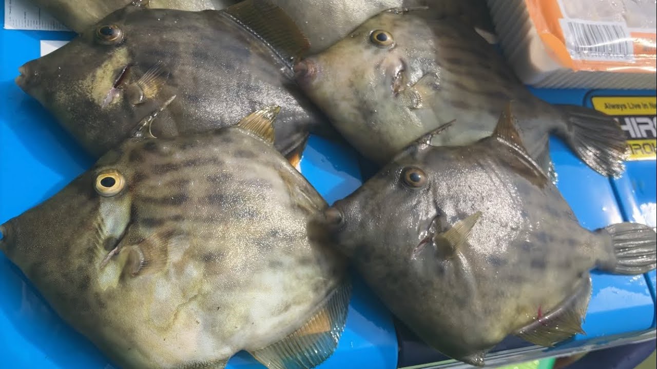 秋の船カワハギ開幕！旬の肝パンカワハギを釣って極上のアレにして食らう【道具・仕掛け・エサ・釣り方】マニュアル