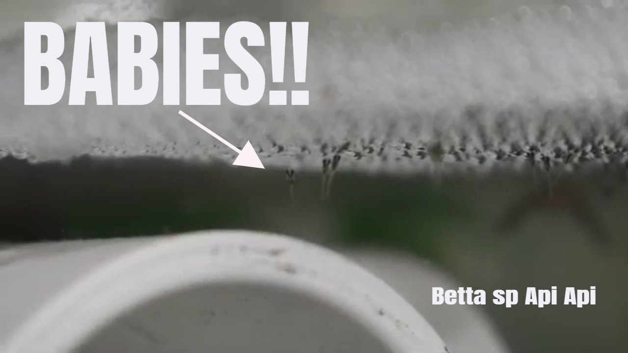 Betta sp Api Api