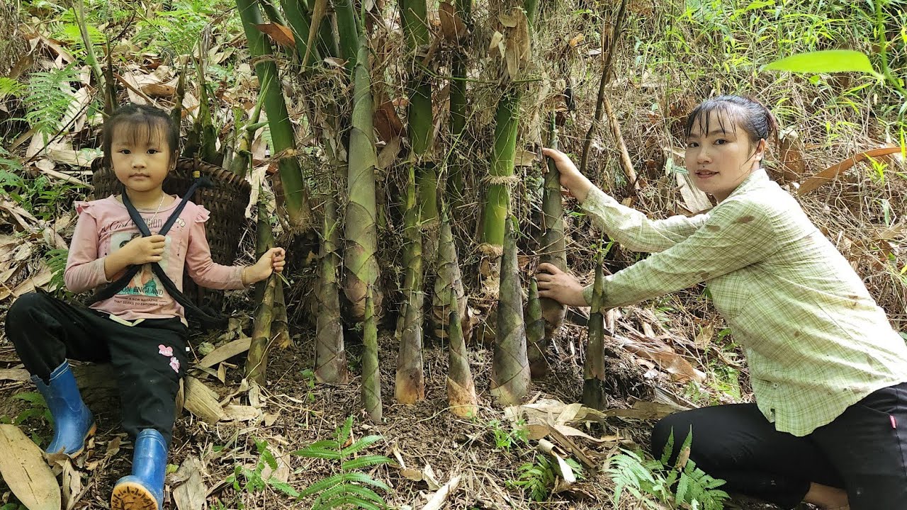 Harvest bamboo shoots for pickling, How to preserve bamboo shoots and sell them at the market.