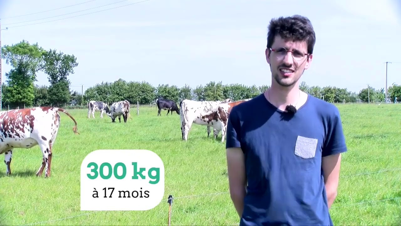 CIRBEEF : Engraisser des jeunes bœufs croisés Lait x Viande avec de l’herbe