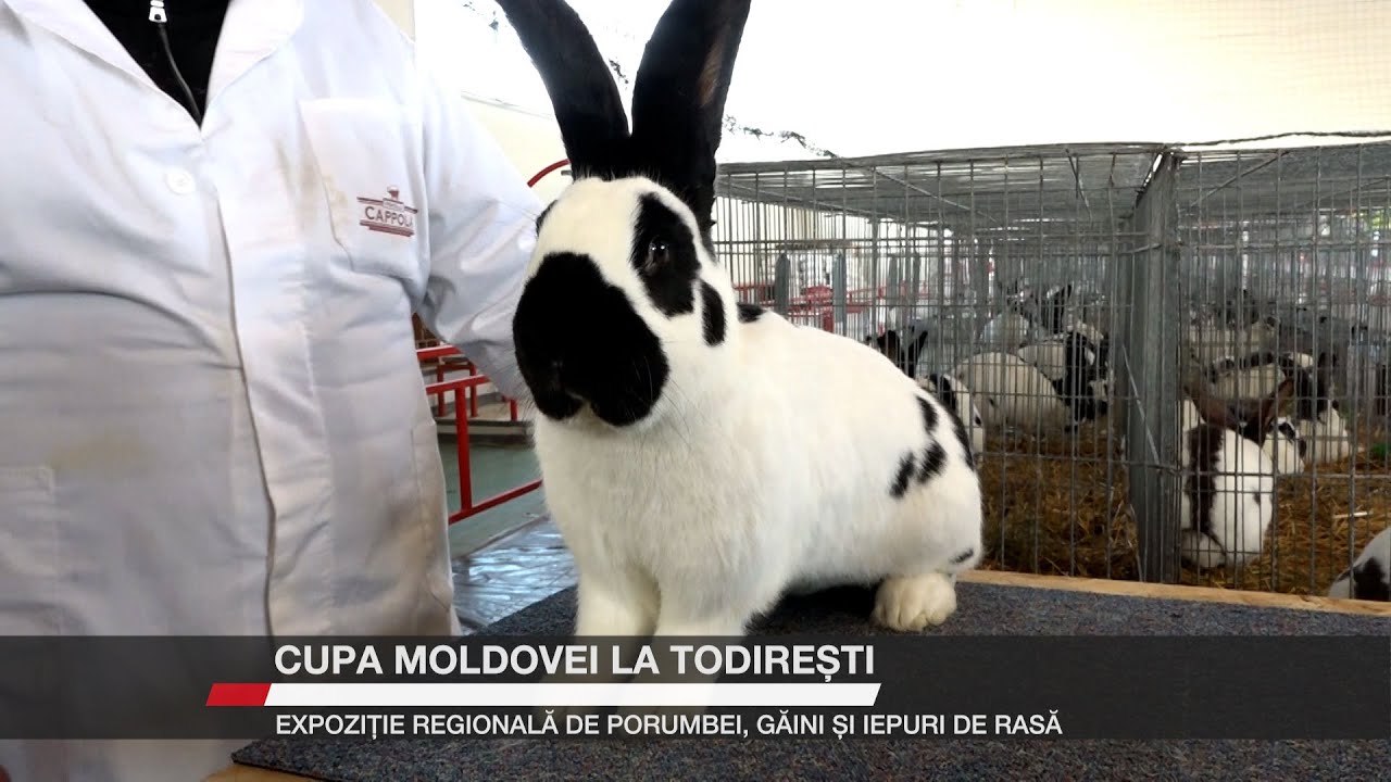 Cupa Moldovei la Todirești. Expoziție regională de porumbei, găini și iepuri de rasă