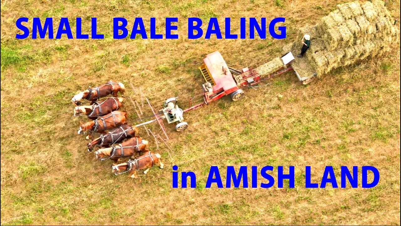 AMISH Farmers Small Bale BALING in Lancaster County's AMISH LAND with HORSES