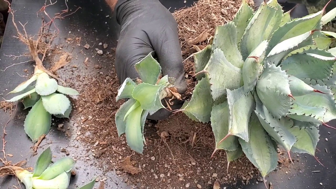 Removing pups/suckers from Agave isthmensis 'Rum Runner'