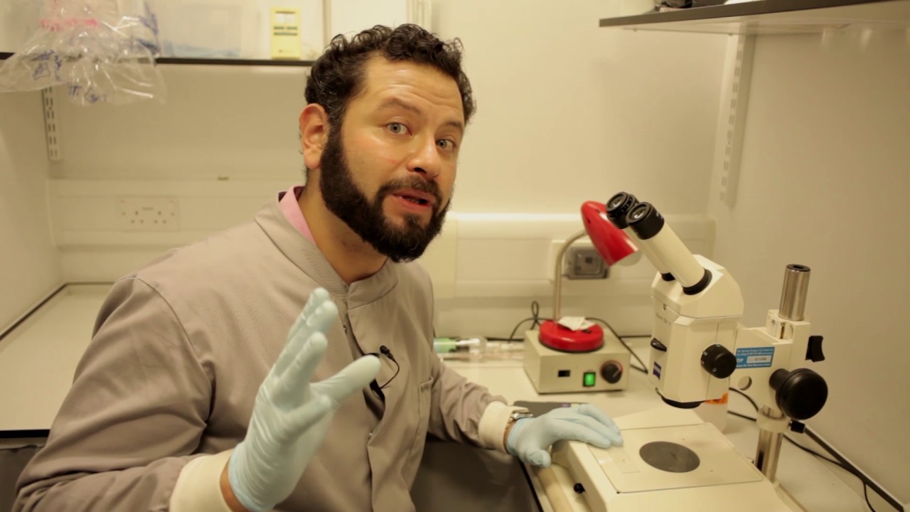 Dissection of a Sand Fly Gut