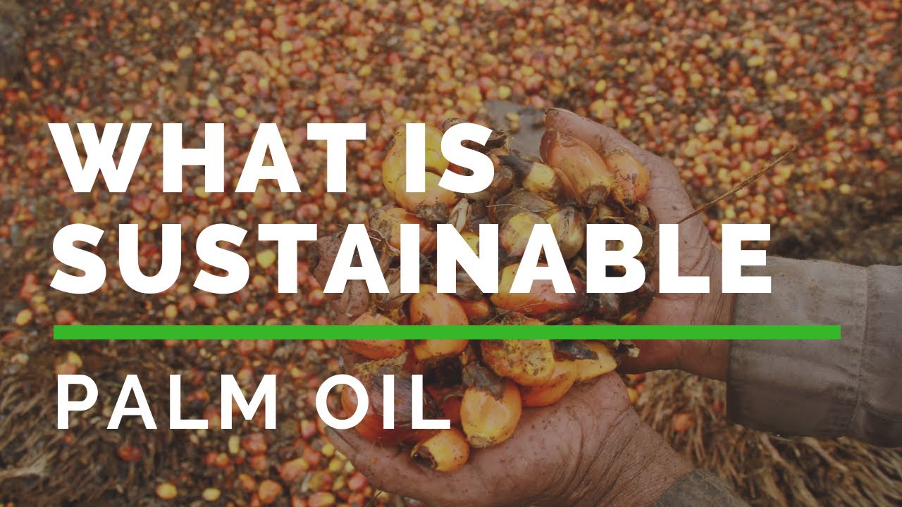 What is Sustainable Palm Oil - The Real Problem