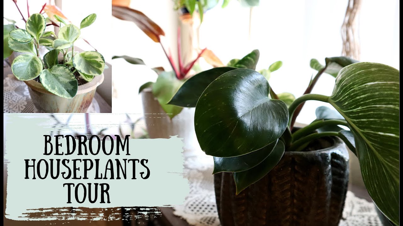 Updated Bedroom Plant tour | Houseplant Tour