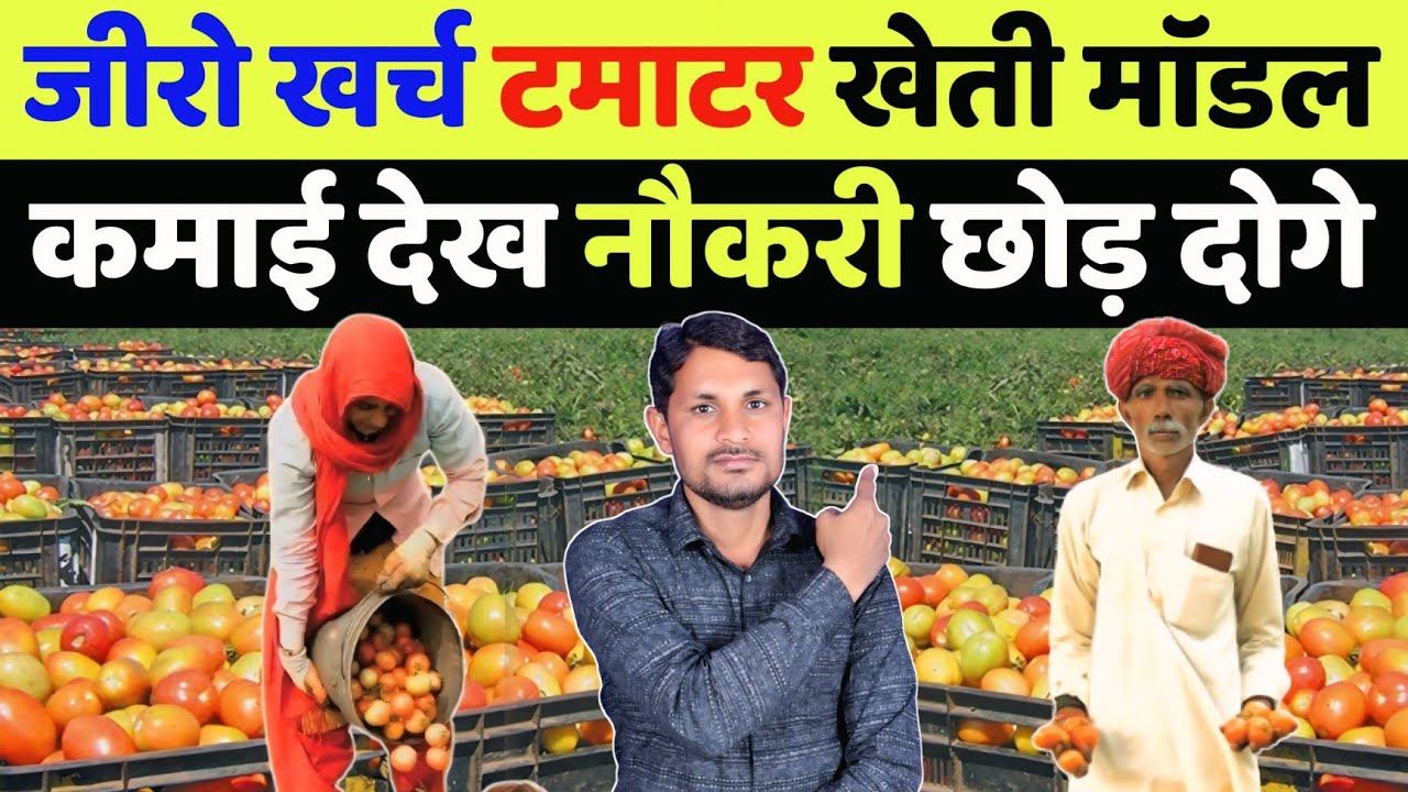 टमाटर की खेती कब और कैसे करें | tamatar ki kheti kaise karen | tomato farming in india hindi