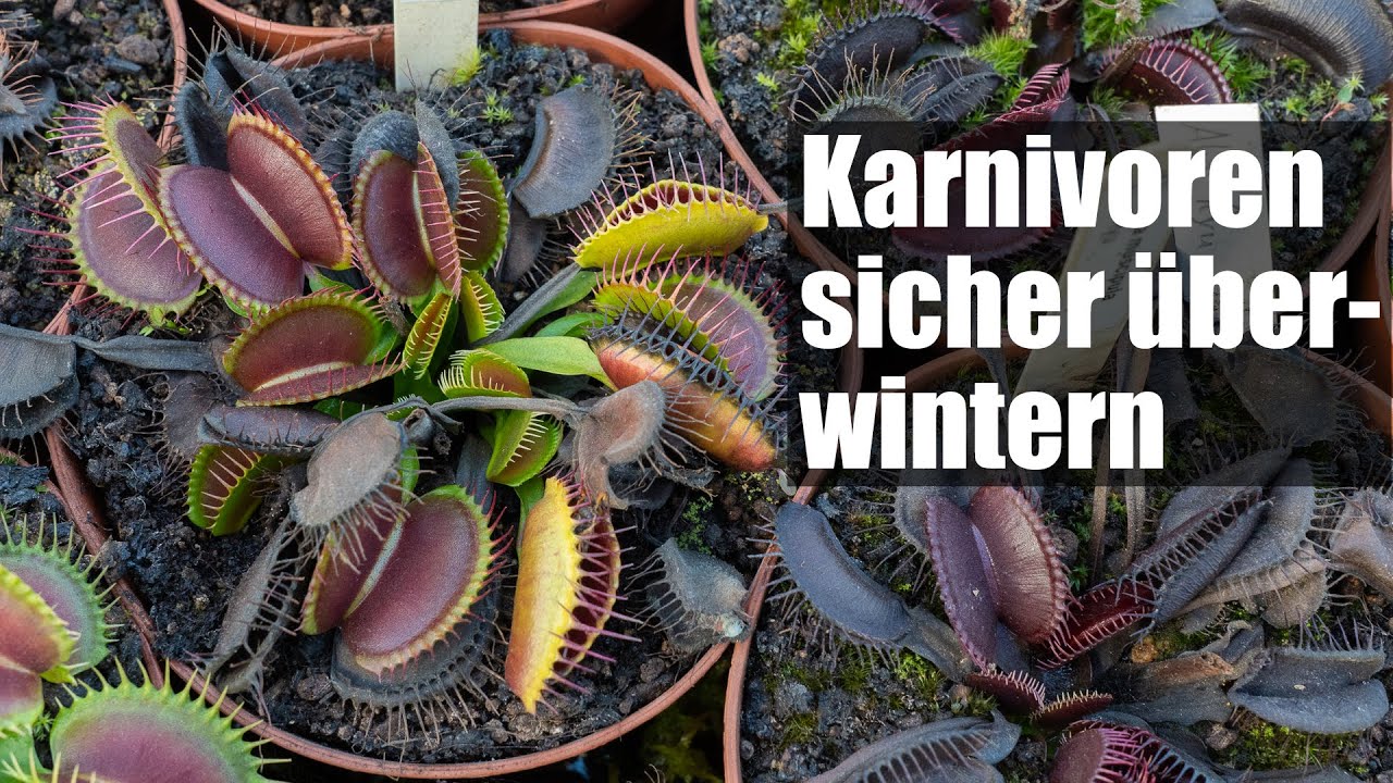 #116 Fleischfressenden Pflanzen überwintern, so funktioniert es richtig