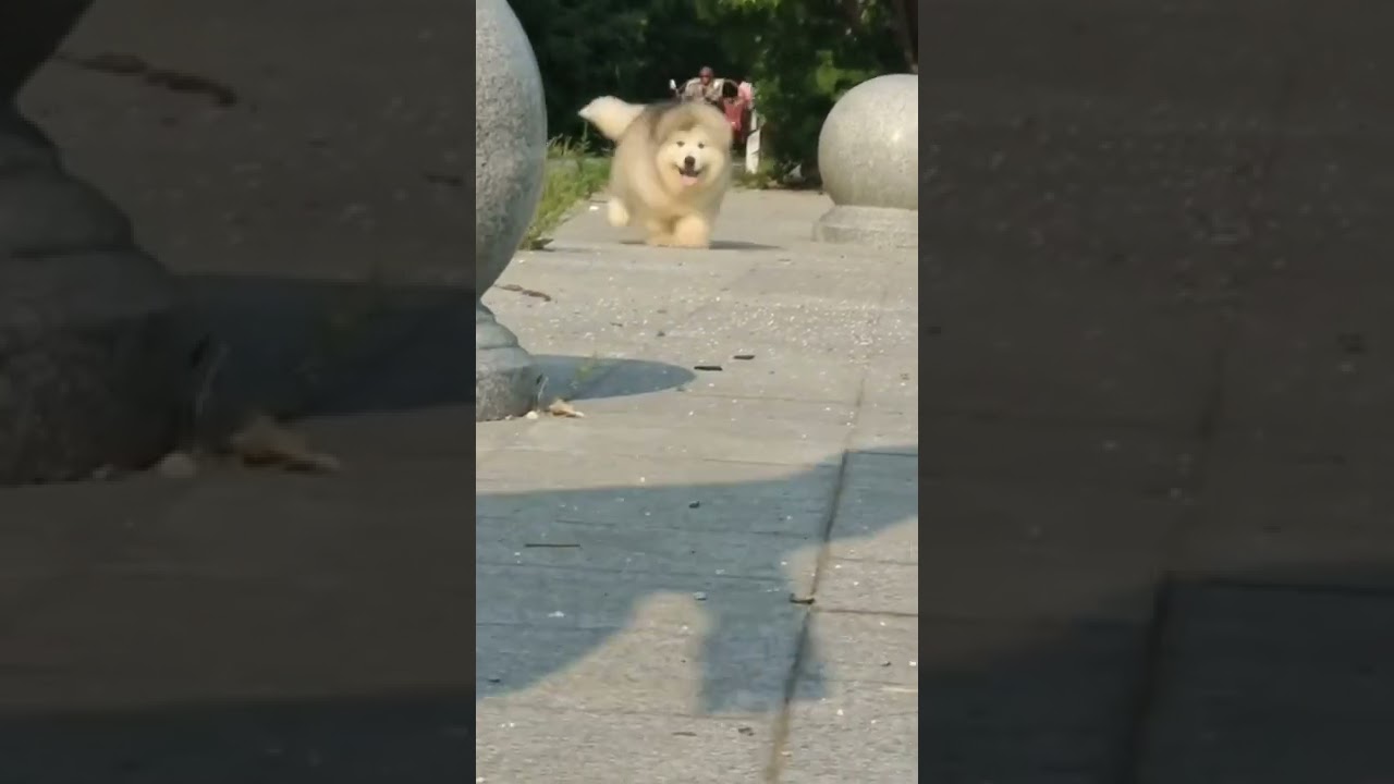 #dogs #animals #dog #animal #cute #shorts #korea #korean