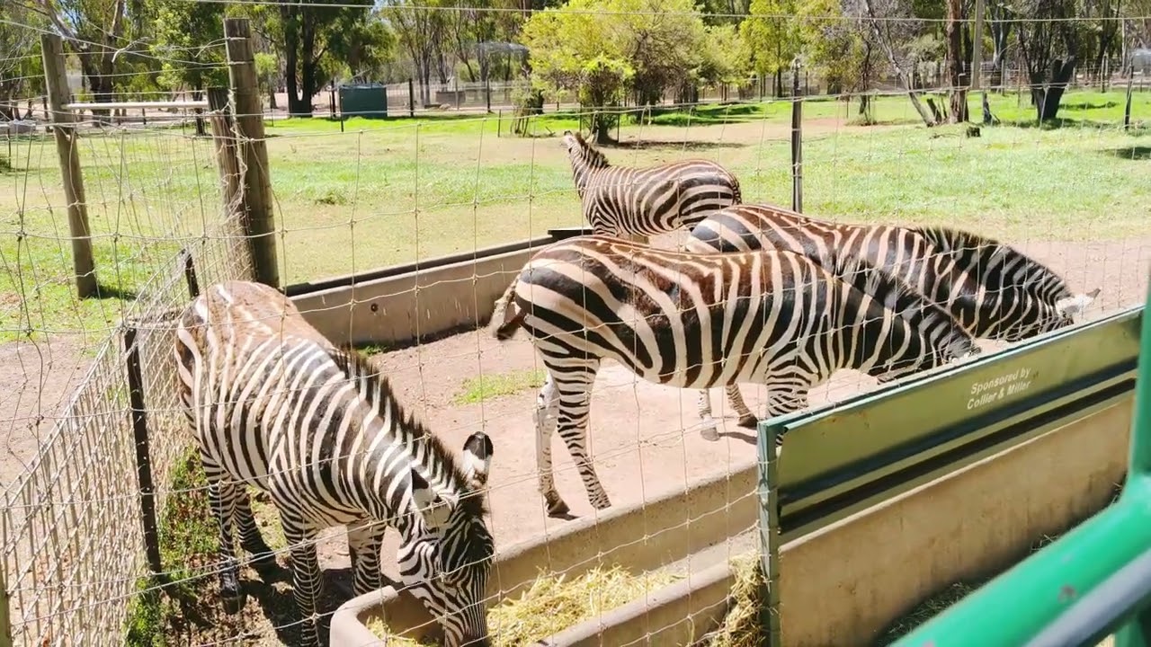 Zebra Viral Videos, Australian Zoo
