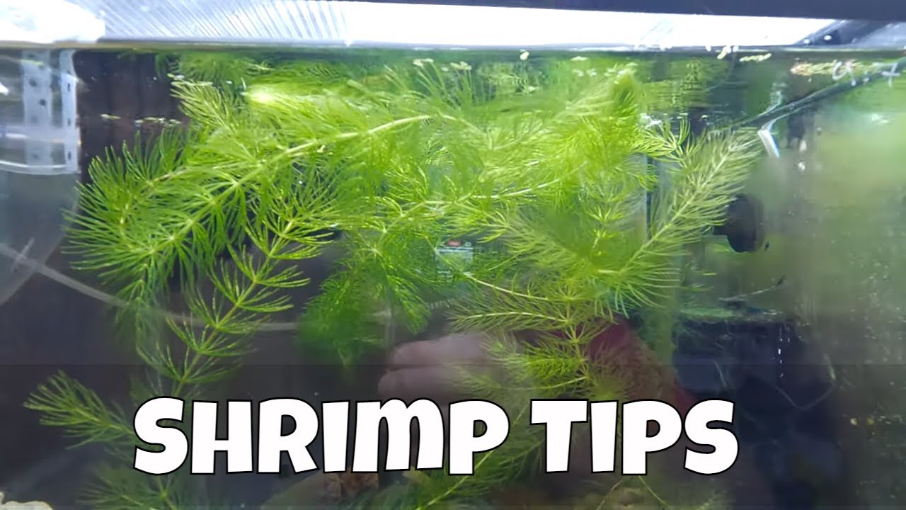 How to Maintain Shrimp Tank Water Quality with Peat, Fertilizers, and pH Management