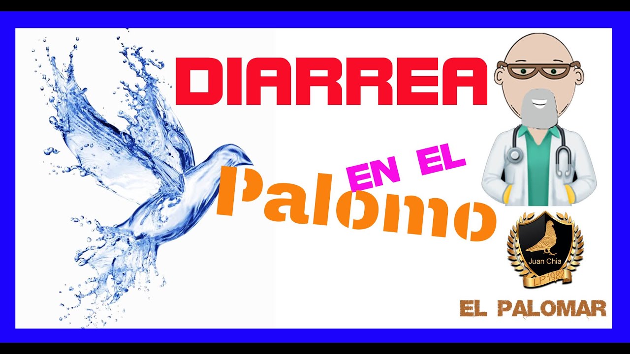 SOLUCIONAR diarrea en el PALOMO