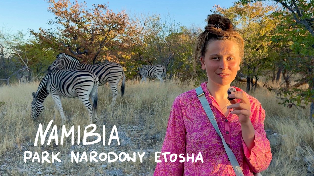 Lew stoi kilka metr&oacute;w od nas | Namibia, Etosha