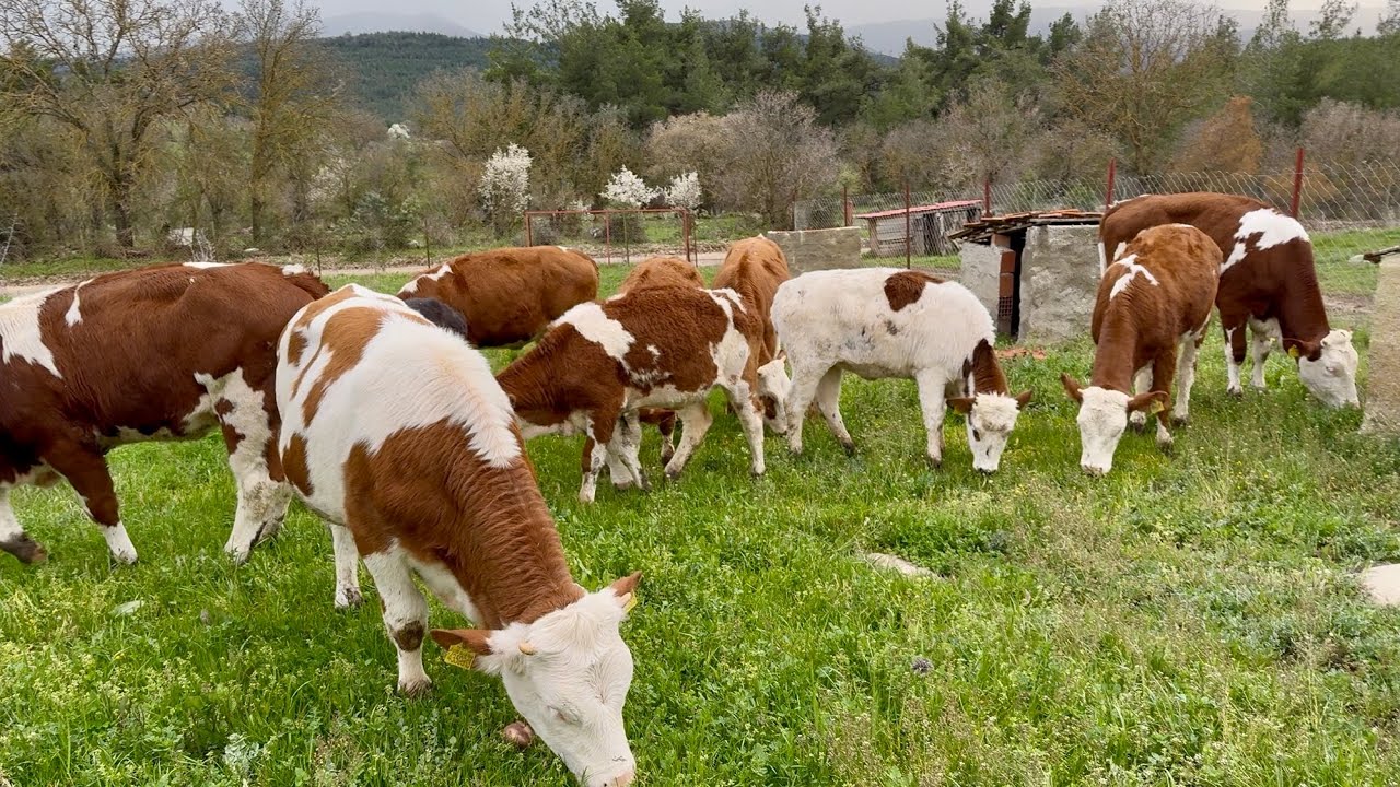 D&Uuml;VELER D&Uuml;N BAYA YORDU 10 SAAT ARADIK &Ccedil;AN TAKTIM