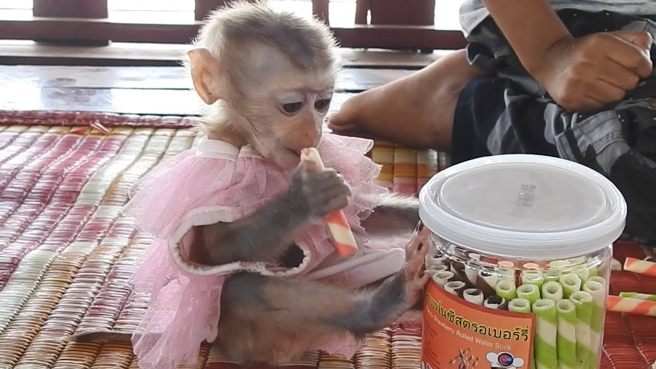 Hungry Jing Roams Around To Find Snacks