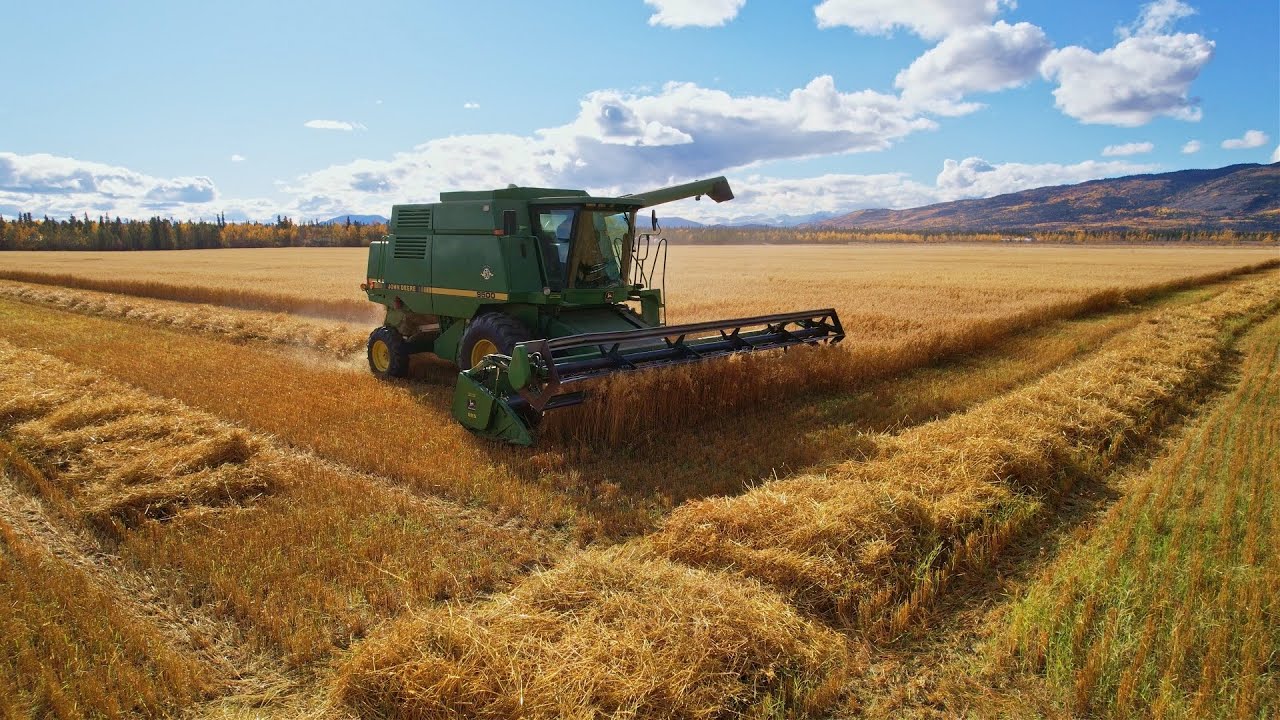 Yukon Grain Farm - Grain Harvest '24