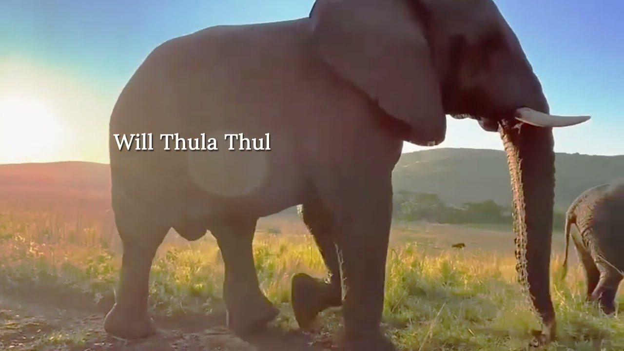 New book release, THE ELEPHANTS OF THULA THULA by Francoise Malby Anthony