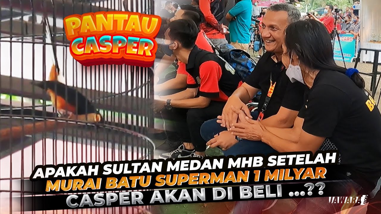 MASTERPIECE ARENA : APAKAH MURAI BATU CASPER AKAN DI PINANG SULTAN MEDAN MHB SETELAH SUPERMAN 1M ?❓