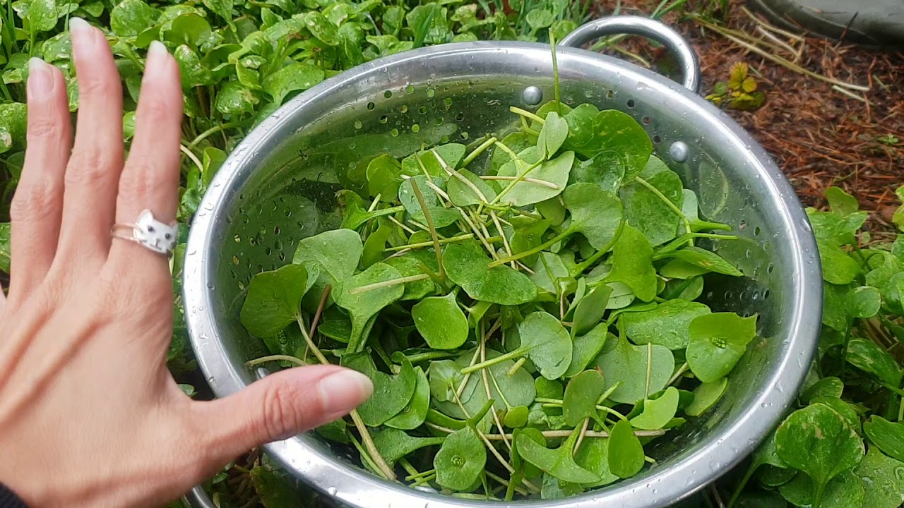 Postelein Portulak wächst wild bei Mami 😲🍀 Neben Feldsalat ist das unser Lieblings Salat 😋