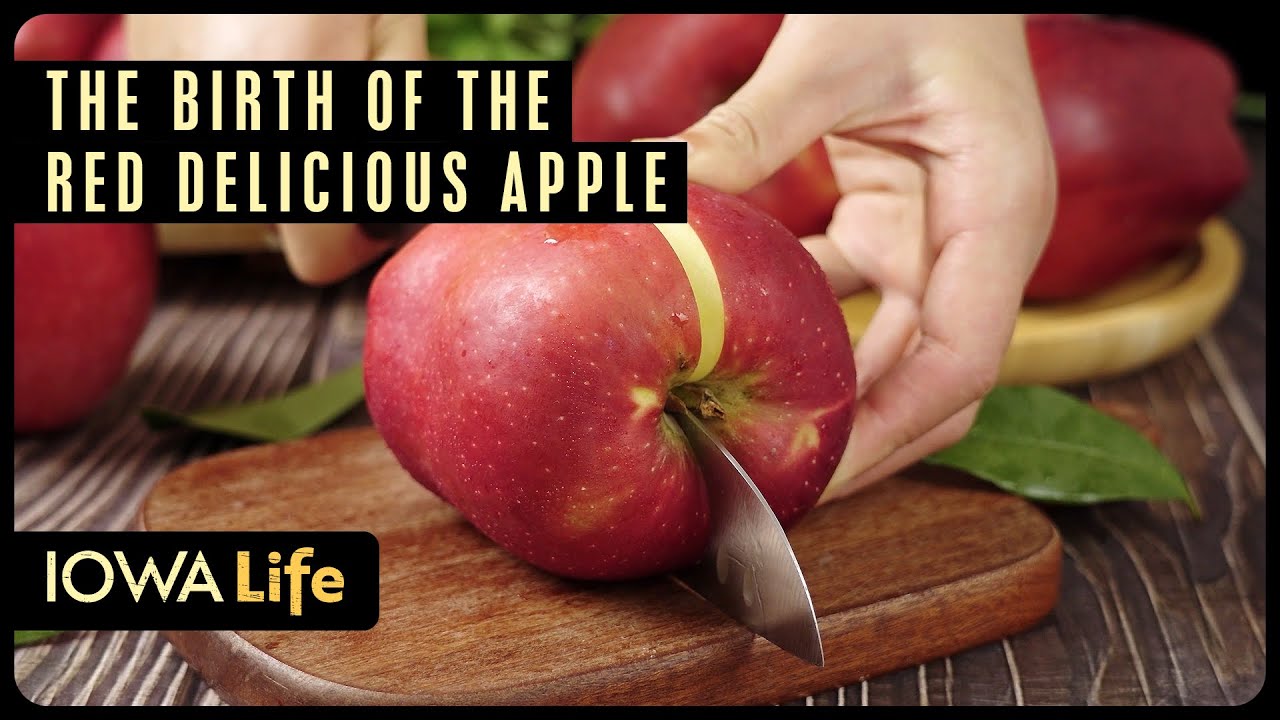 The Birth of the Red Delicious Apple | Iowa Life