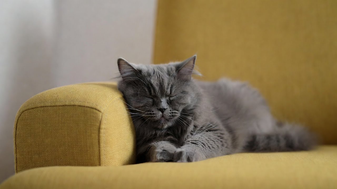 LIVE Cute Sleeping Kitten for Mental Calm 😴 | Season 14