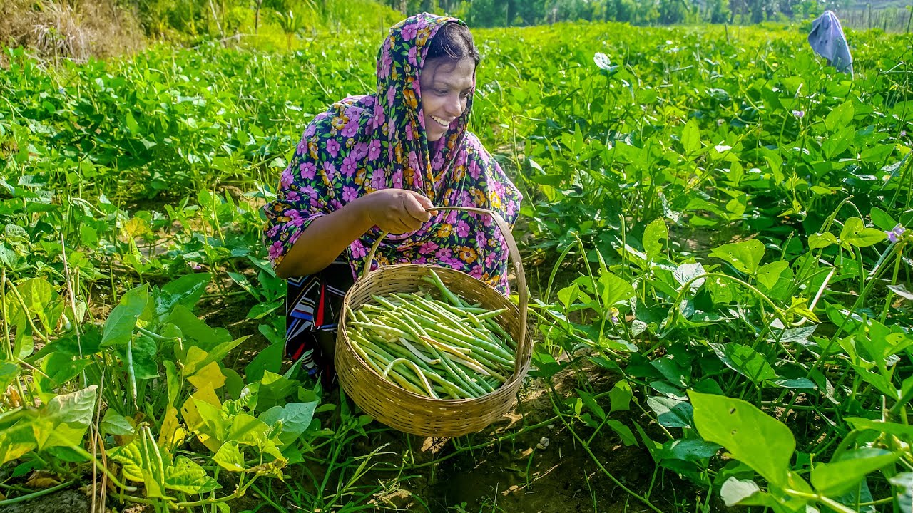 Beautiful Village Food Harvest Red Ripper Peas (Cowpea) Mix Chicken Curry | Mali Cooking in nature