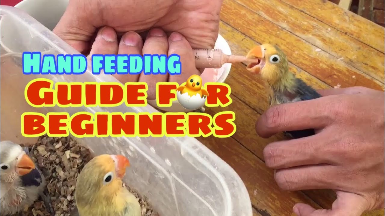 Basic hand feeding guide for beginners | Albs2 | Sakto formula