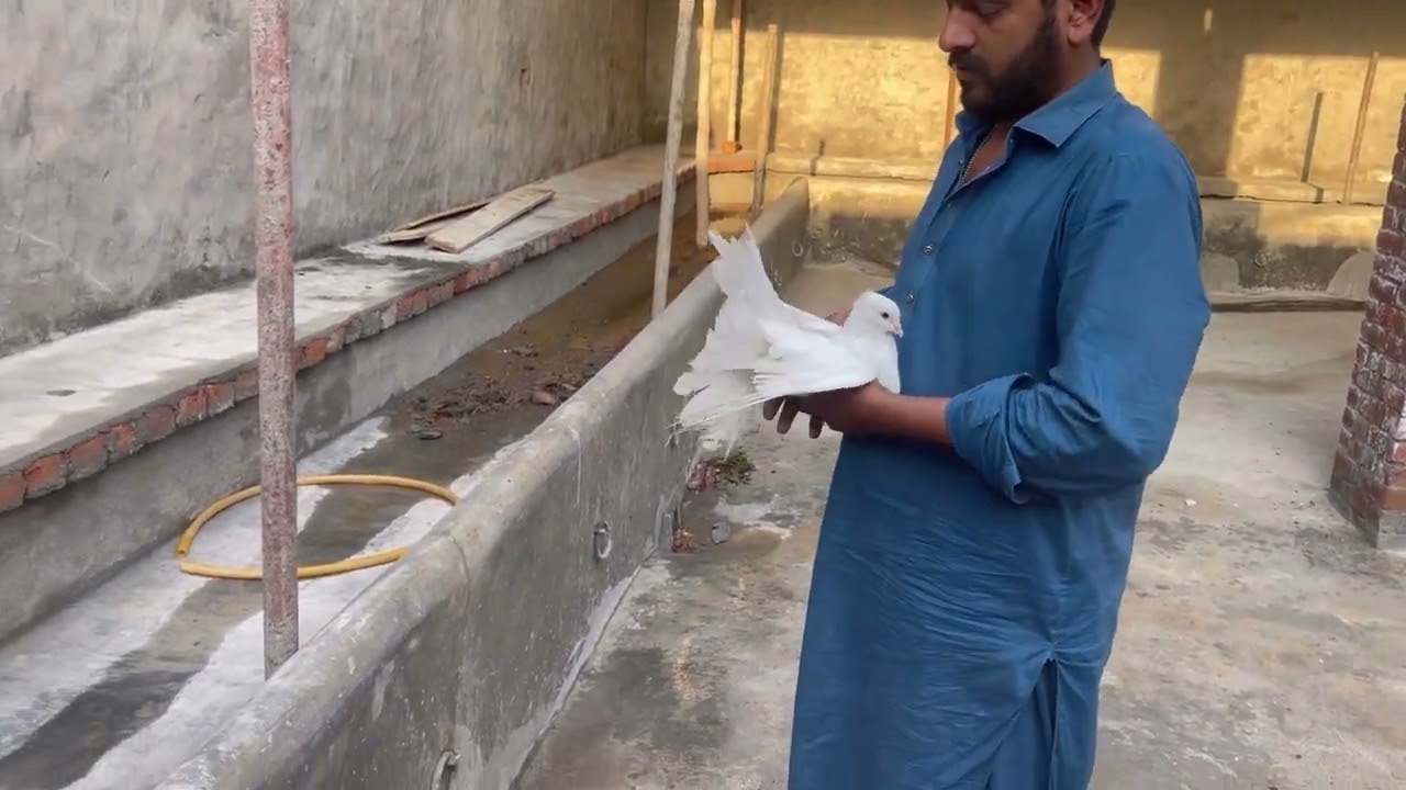 farm py naye aya hai ek fancy kabotar ka jora