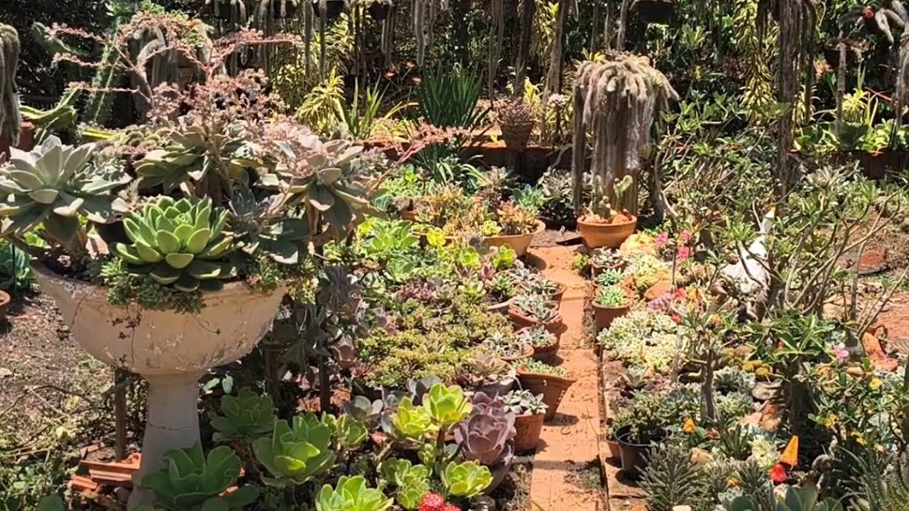 IDEIAS DE ARTESANATO PARA O JARDIM - replantio de  suculentas 